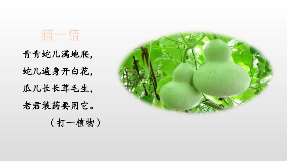 部编版二年级上册语文《我要的是葫芦》课件6.pptx_第2页