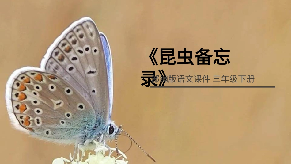 部编版三年级下册语文《昆虫备忘录》PPT课件7.pptx_第1页