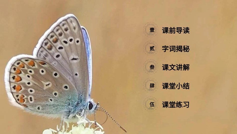 部编版三年级下册语文《昆虫备忘录》PPT课件7.pptx_第2页