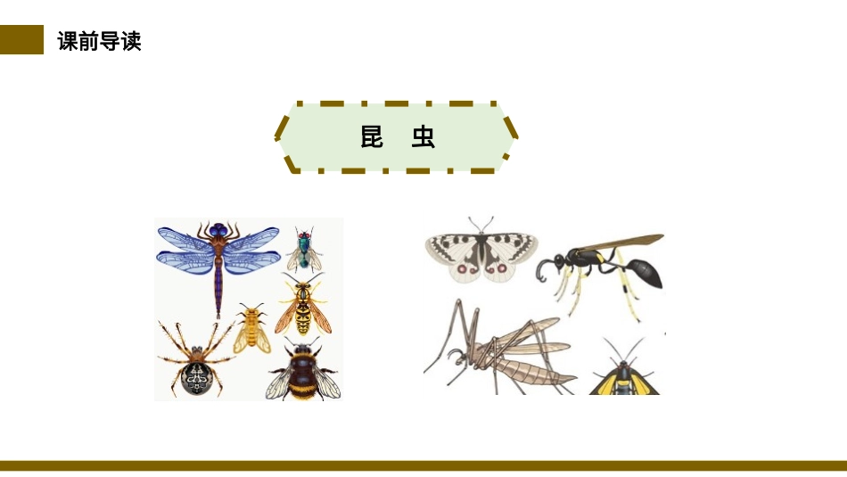 部编版三年级下册语文《昆虫备忘录》PPT课件7.pptx_第3页
