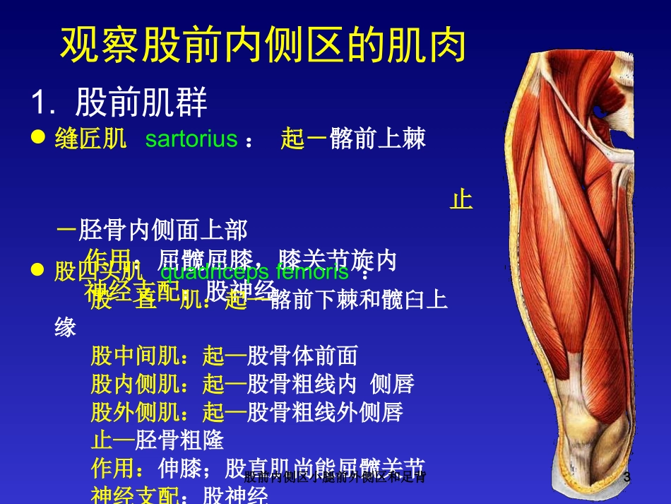 股前内侧区小腿前外侧区和足背培训课件.pptx_第3页