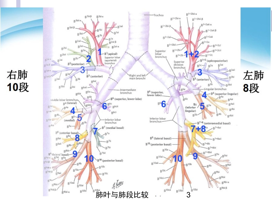 肺叶与肺段比较培训课件.pptx_第3页