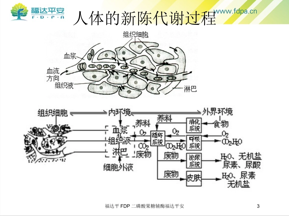 福达平FDP二磷酸果糖辅酶福达平安培训课件.pptx_第3页