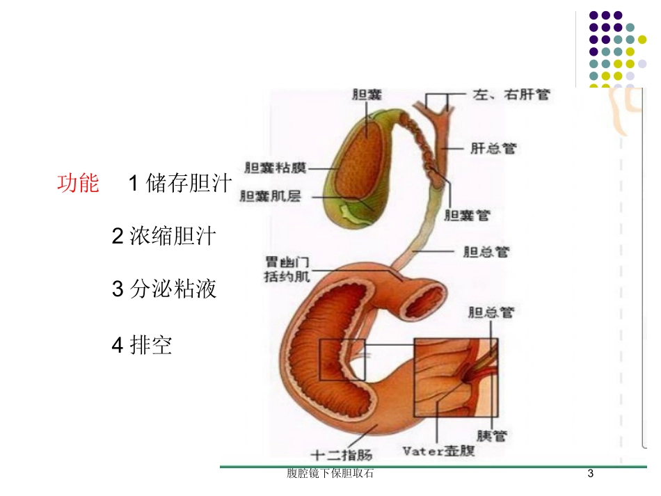 腹腔镜下保胆取石培训课件.pptx_第3页