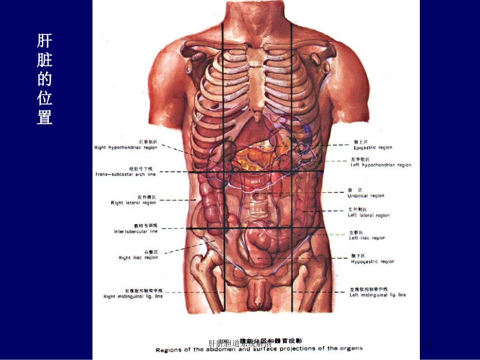 肝脏胆道系统解剖培训课件.pptx_第2页