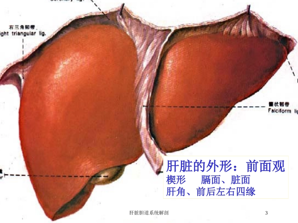 肝脏胆道系统解剖培训课件.pptx_第3页