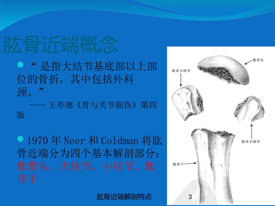肱骨近端解剖特点培训课件.pptx_第3页