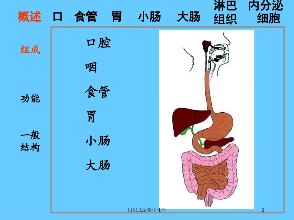 组织胚胎学消化管培训课件.pptx_第2页