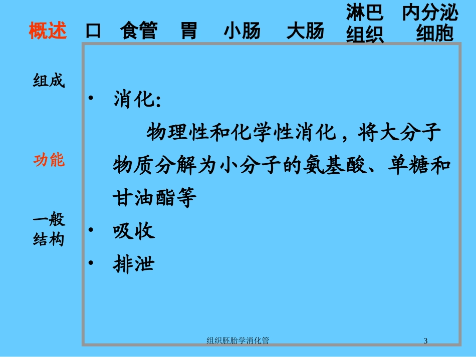 组织胚胎学消化管培训课件.pptx_第3页