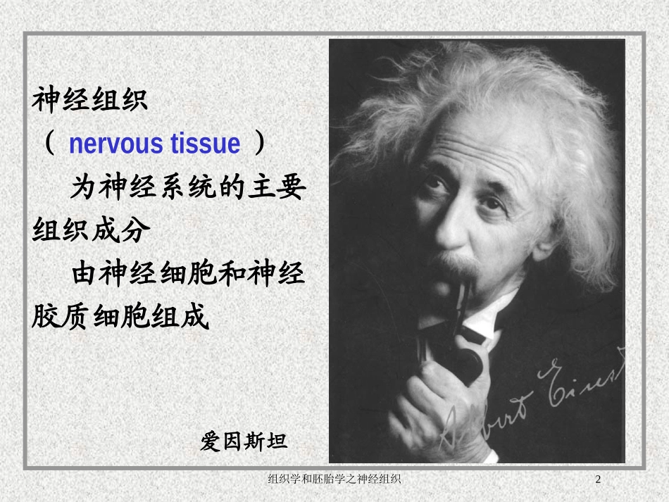 组织学和胚胎学之神经组织培训课件.pptx_第2页
