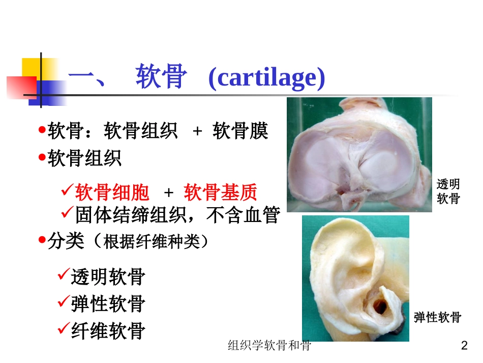 组织学软骨和骨培训课件.pptx_第2页