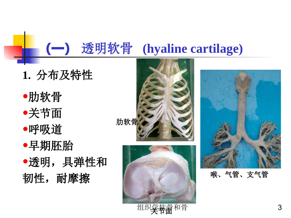 组织学软骨和骨培训课件.pptx_第3页