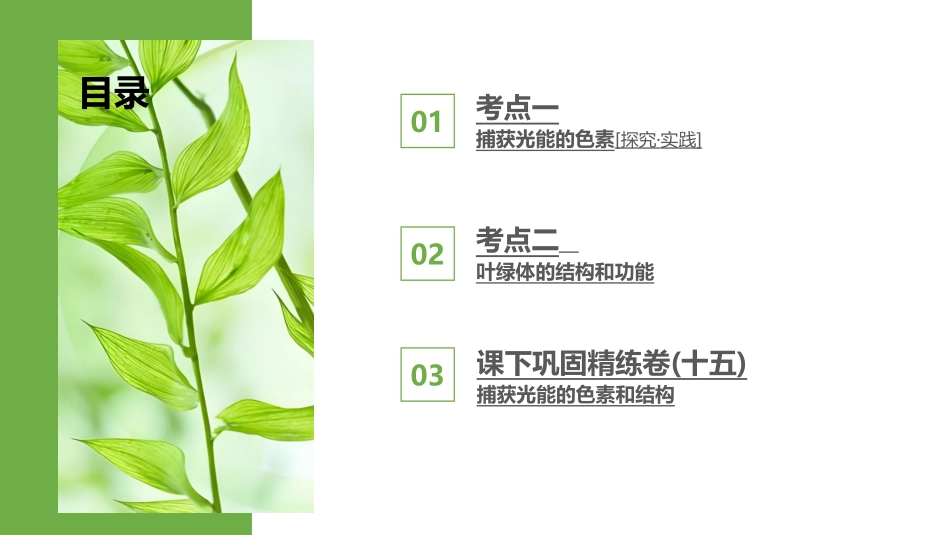 2026版正禾一本通高三一轮总复习生物-第15讲  捕获光能的色素和结构.pptx_第3页