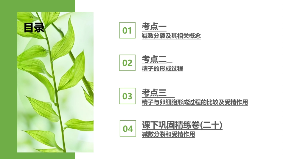 2026版正禾一本通高三一轮总复习生物-第20讲  减数分裂和受精作用.pptx_第3页
