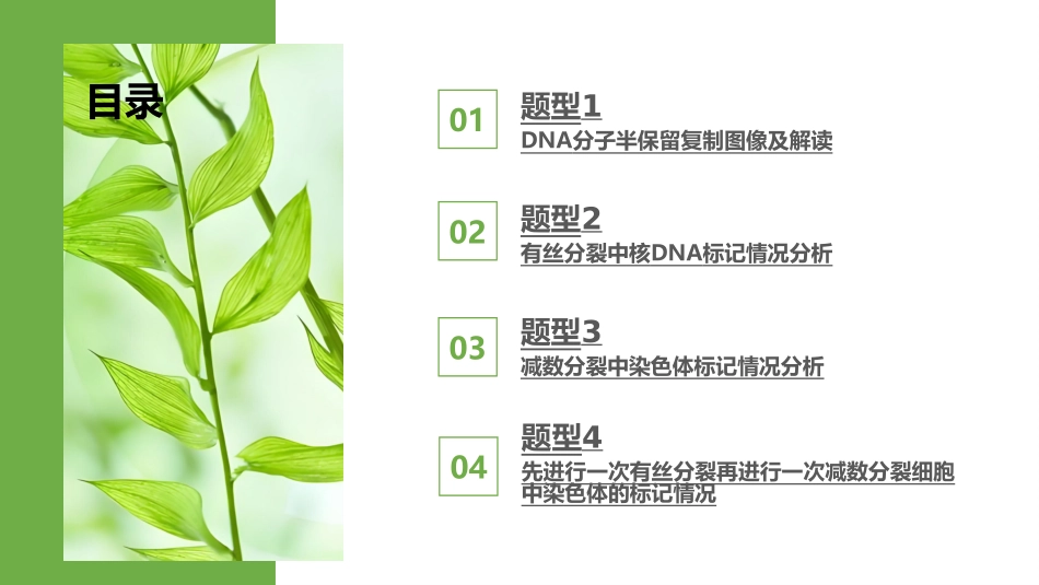 2026版正禾一本通高三一轮总复习生物-热点强化(七)　DNA复制与细胞分裂中染色体的标记.pptx_第3页