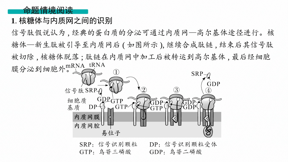2026年高考总复习优化设计一轮复习生物-情境突破课1　囊泡运输及细胞自噬.pptx_第3页