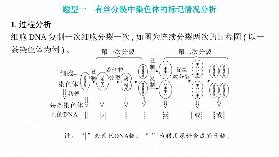 2026年高考总复习优化设计一轮复习生物-专题精研课6　DNA复制与细胞分裂中染色体的标记问题.pptx_第2页