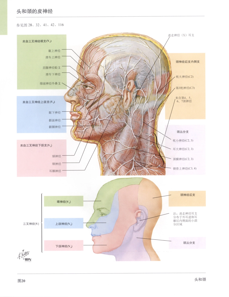 06奈特人体解剖彩色图谱（第三版）_49-56.pdf_第2页