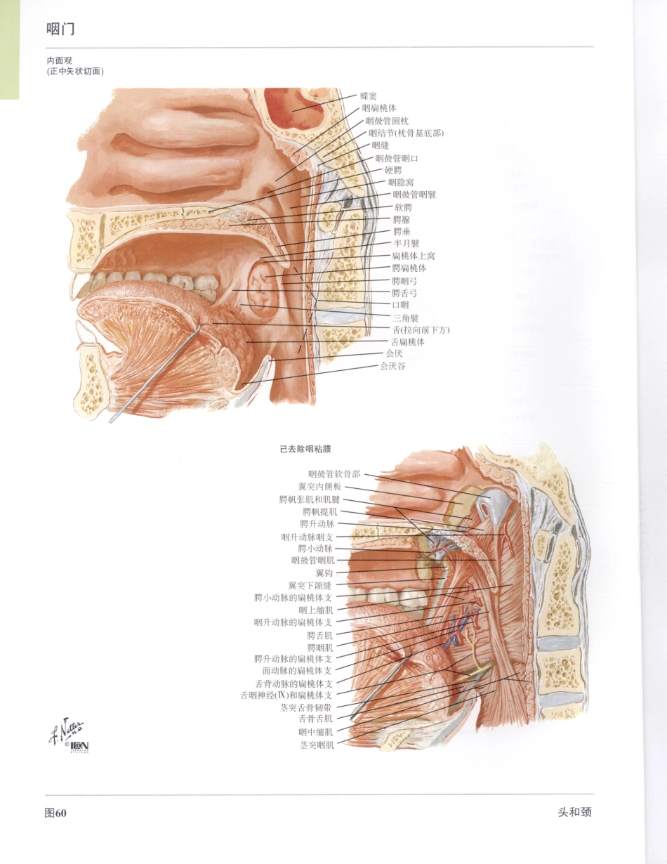 06奈特人体解剖彩色图谱（第三版）_89-96.pdf_第2页