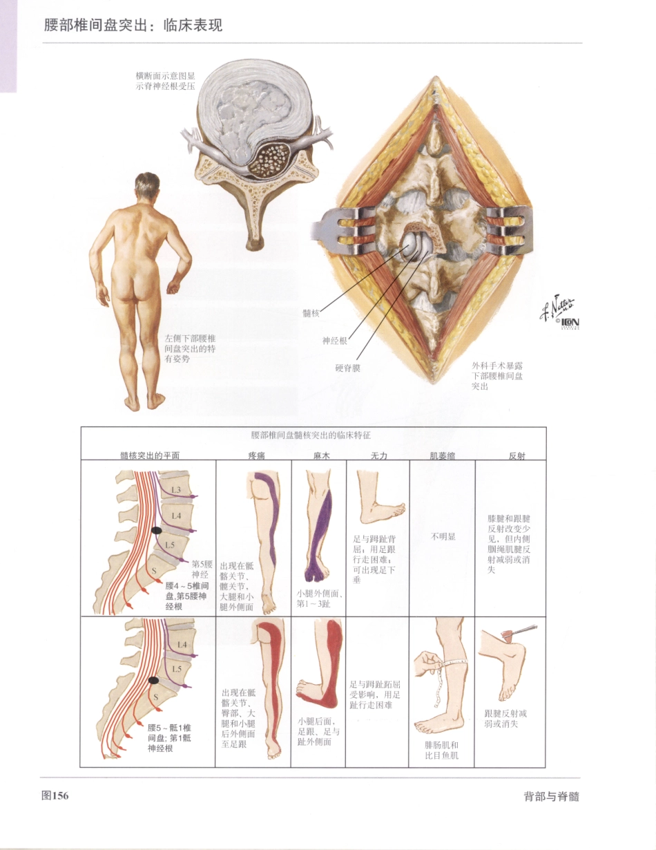 06奈特人体解剖彩色图谱（第三版）_185-192.pdf_第2页