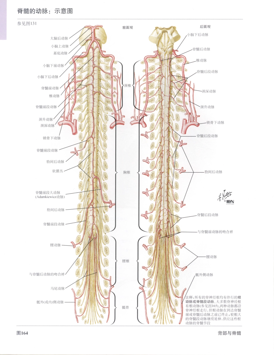06奈特人体解剖彩色图谱（第三版）_193-200.pdf_第2页