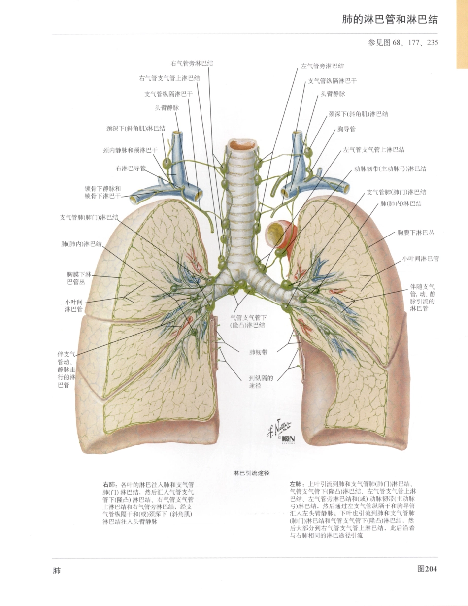 06奈特人体解剖彩色图谱（第三版）_233-240.pdf_第2页