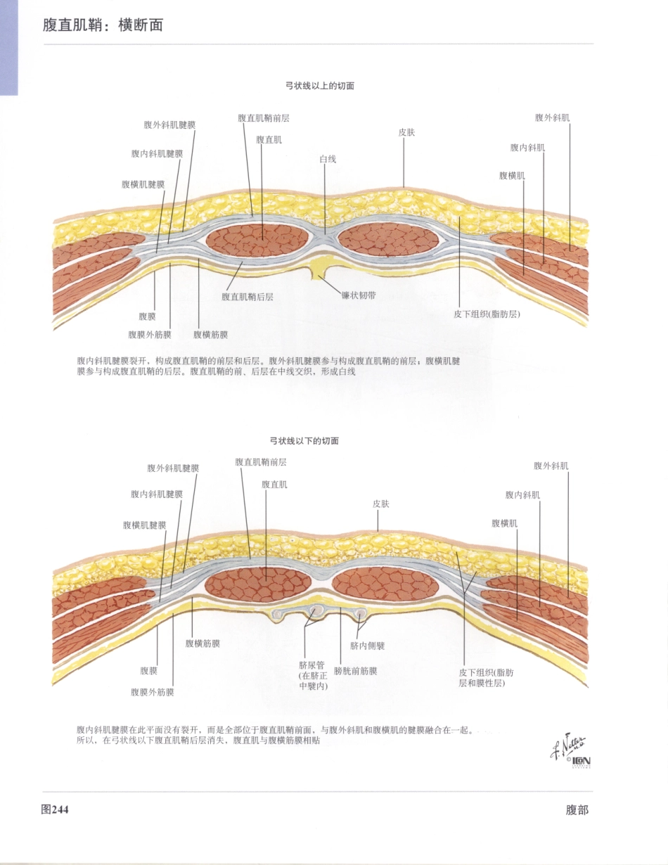 06奈特人体解剖彩色图谱（第三版）_273-280.pdf_第2页