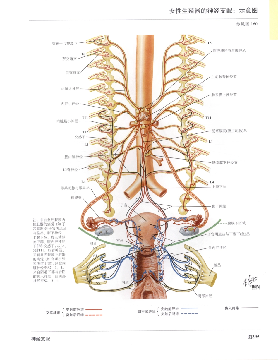 06奈特人体解剖彩色图谱（第三版）_425-432.pdf_第1页