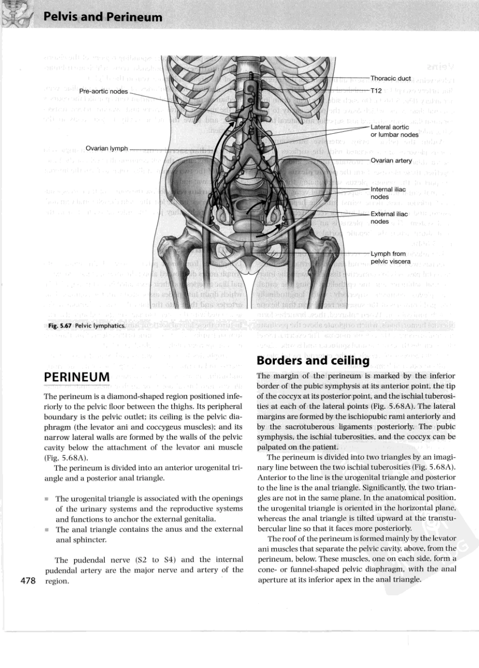 格氏解剖学教学版++第2版_501-550.pdf_第2页