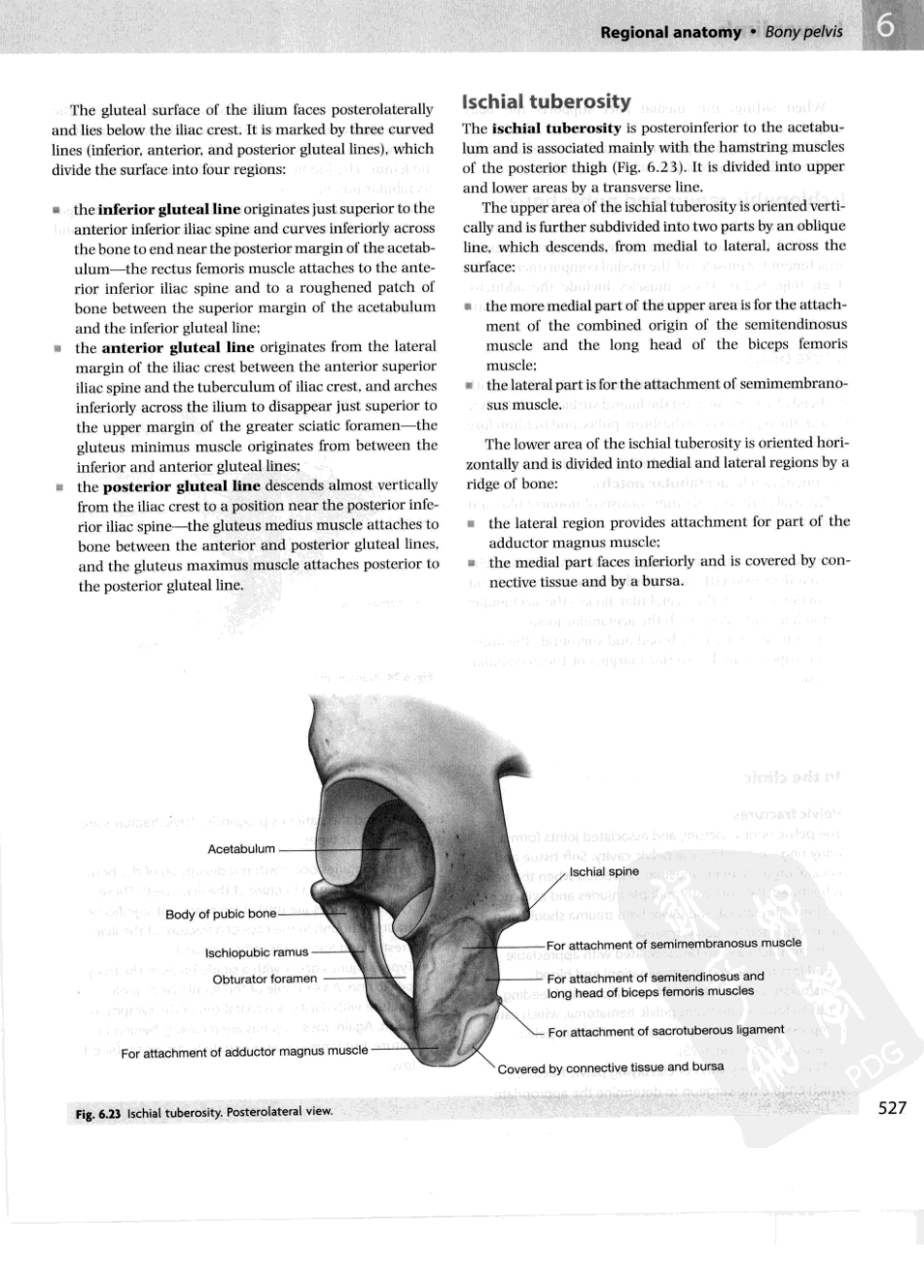 格氏解剖学教学版++第2版_551-600.pdf_第1页
