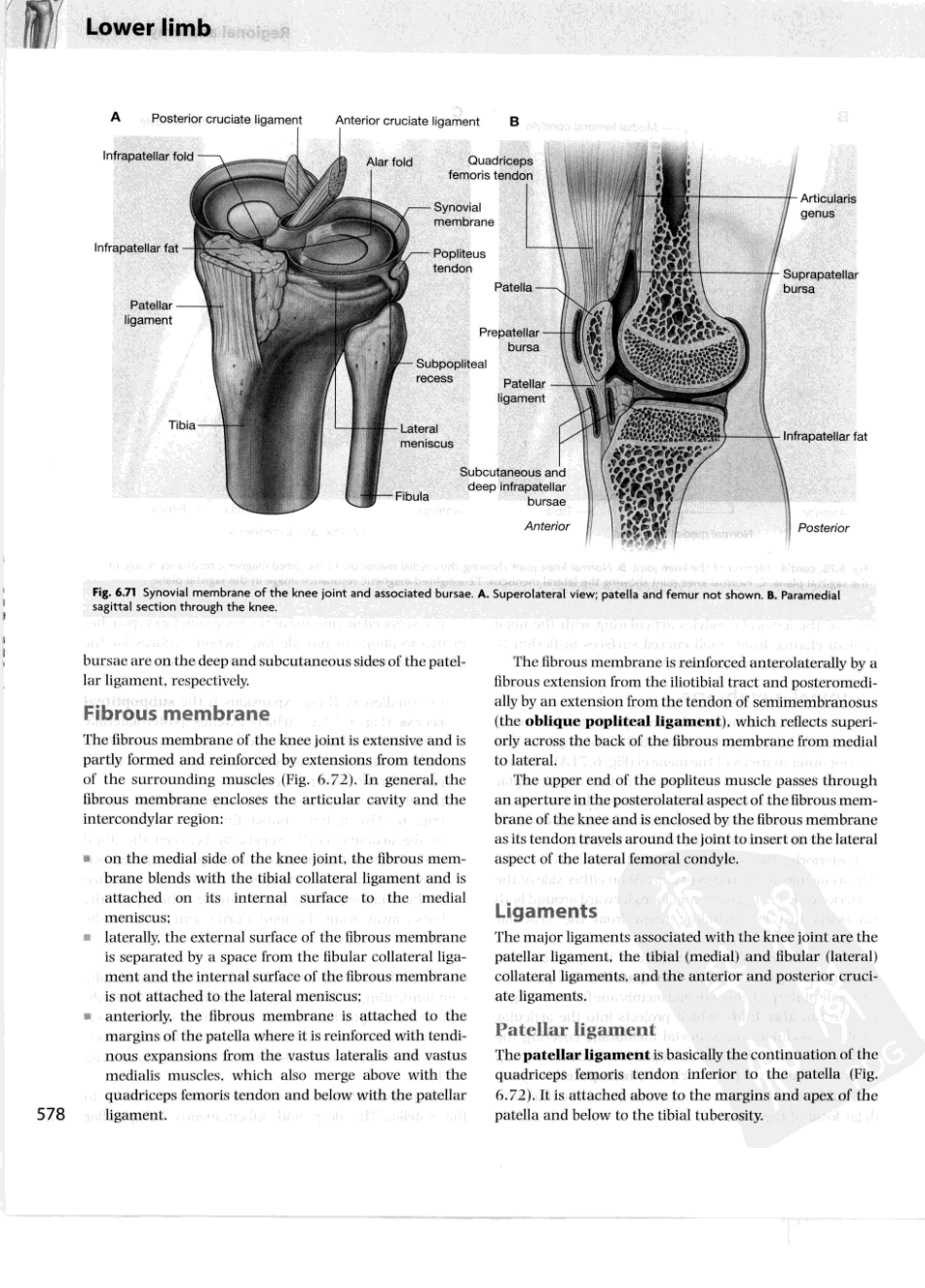 格氏解剖学教学版++第2版_601-650.pdf_第2页