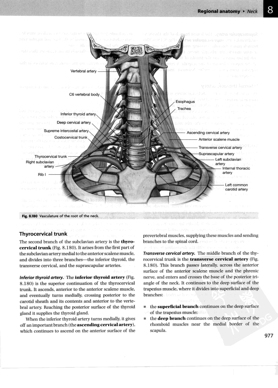 格氏解剖学教学版++第2版_1001-1050.pdf_第1页