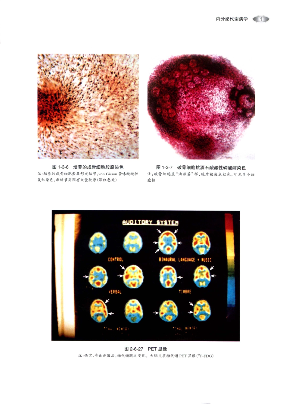 内分泌代谢病学  第3版  上册_16-30.pdf_第2页
