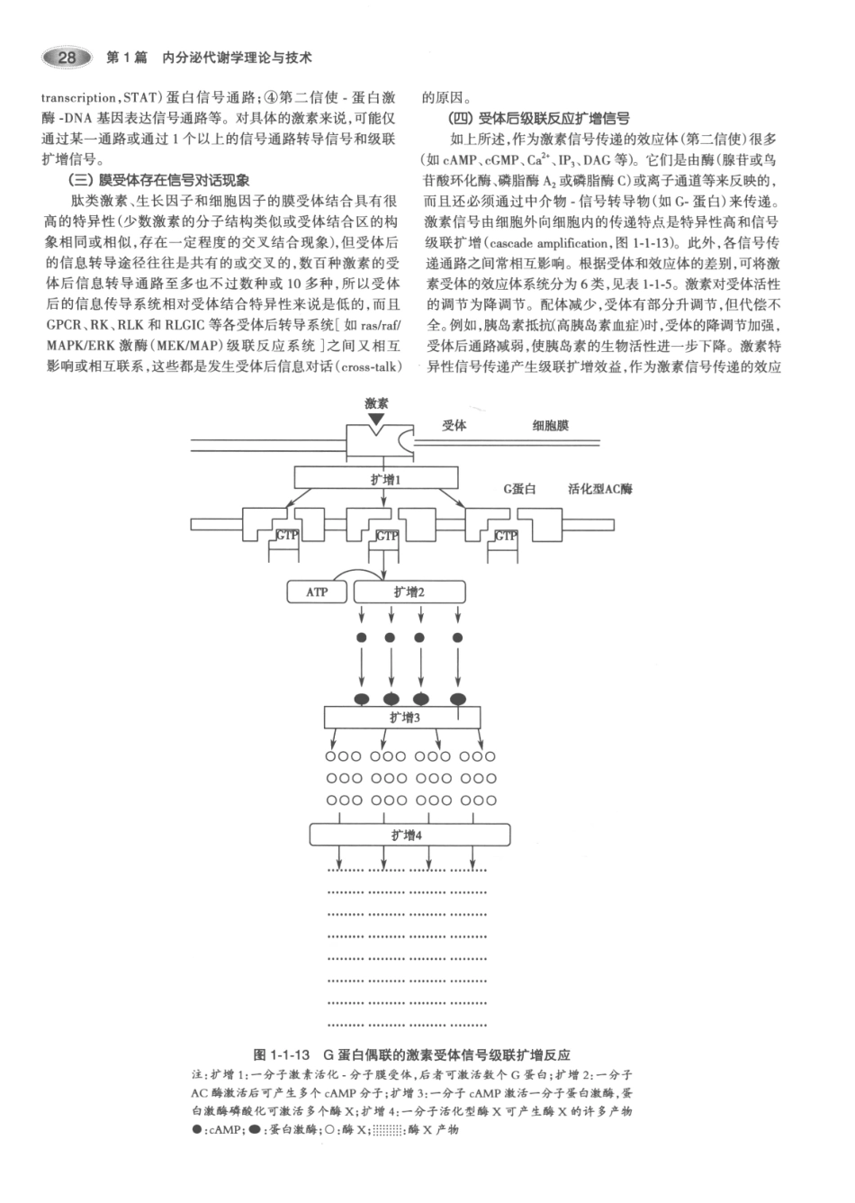 内分泌代谢病学  第3版  上册_61-75.pdf_第3页