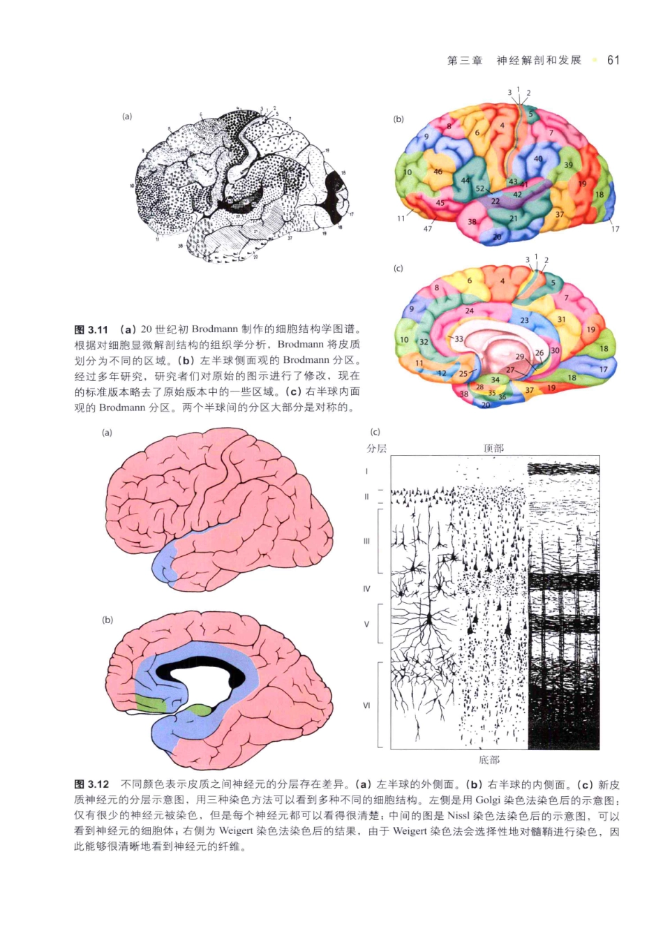 认知神经科学：关于心智的生物学（美）MICHAEL S.GAZZANIGA_71-105.pdf_第2页