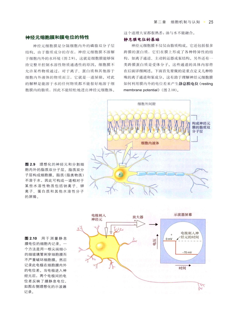 认知神经科学：关于心智的生物学（美）MICHAEL S.GAZZANIGA_36-70.pdf_第1页