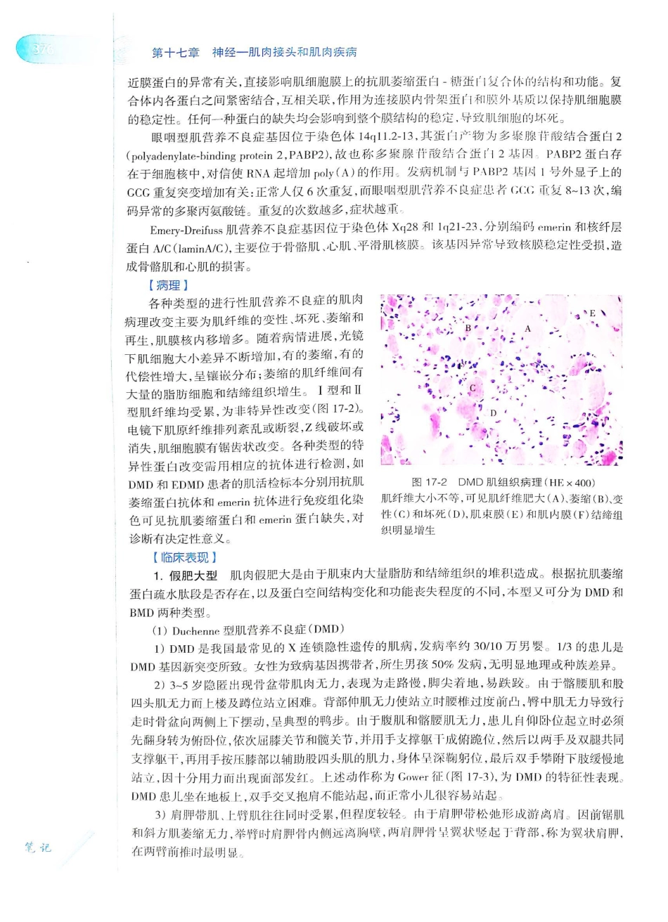 06.神经病学（第7版）_401-420.pdf_第1页