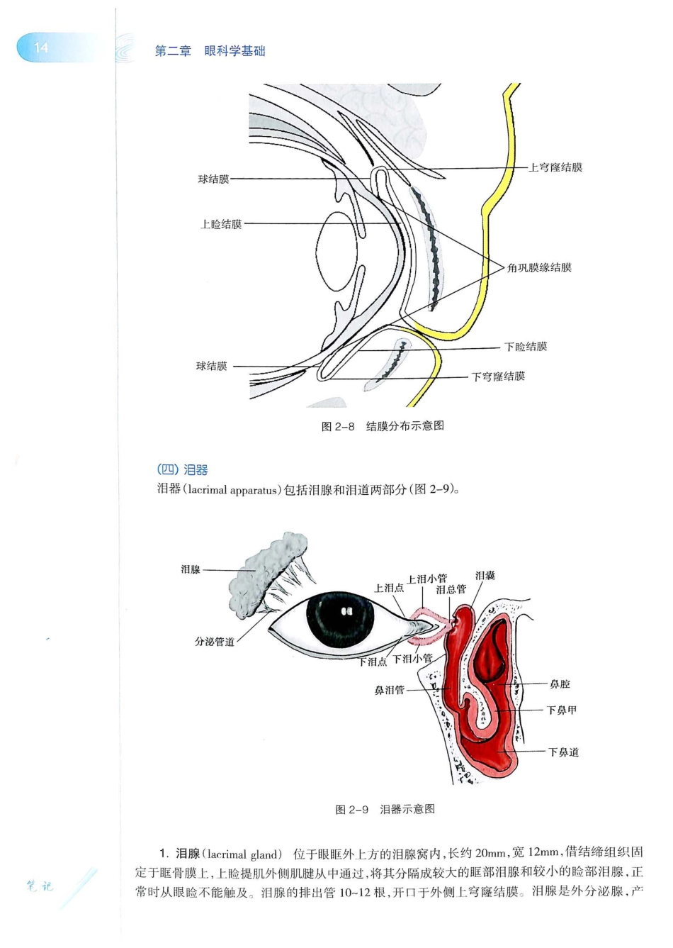 15.眼科学（第8版）_41-60.pdf_第3页