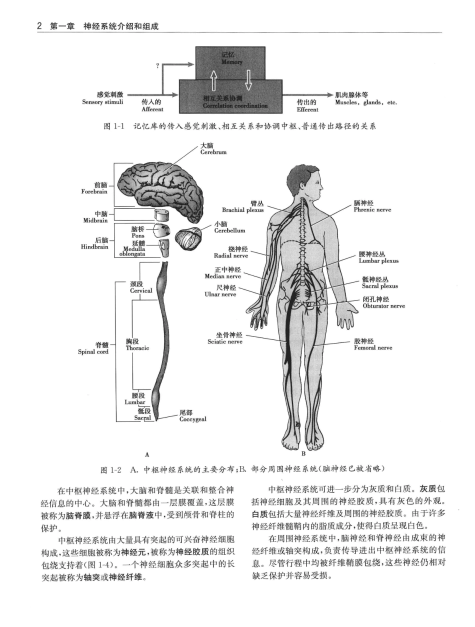 临床神经解剖++第7版_12997509_21-40.pdf_第1页