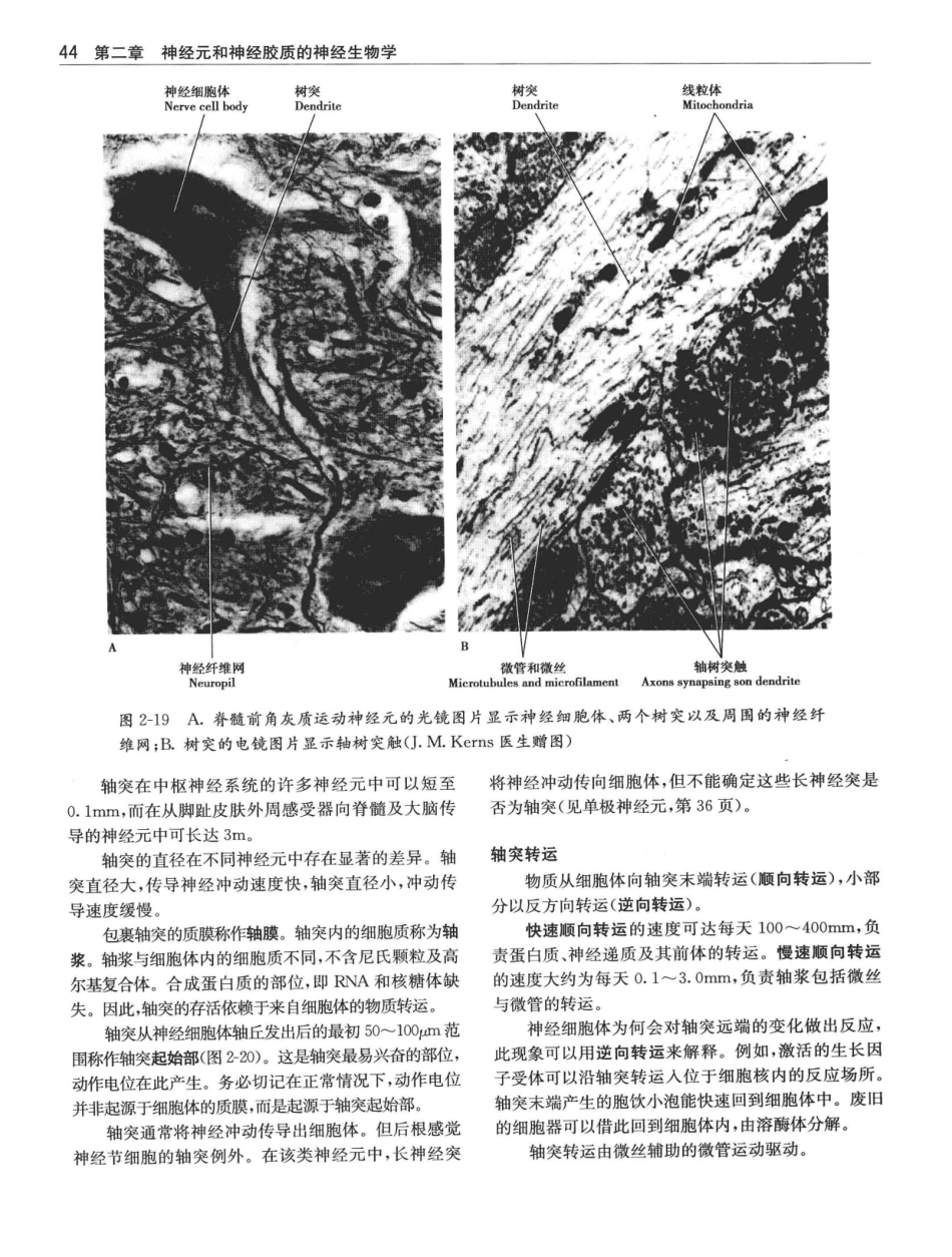临床神经解剖++第7版_12997509_61-80.pdf_第3页