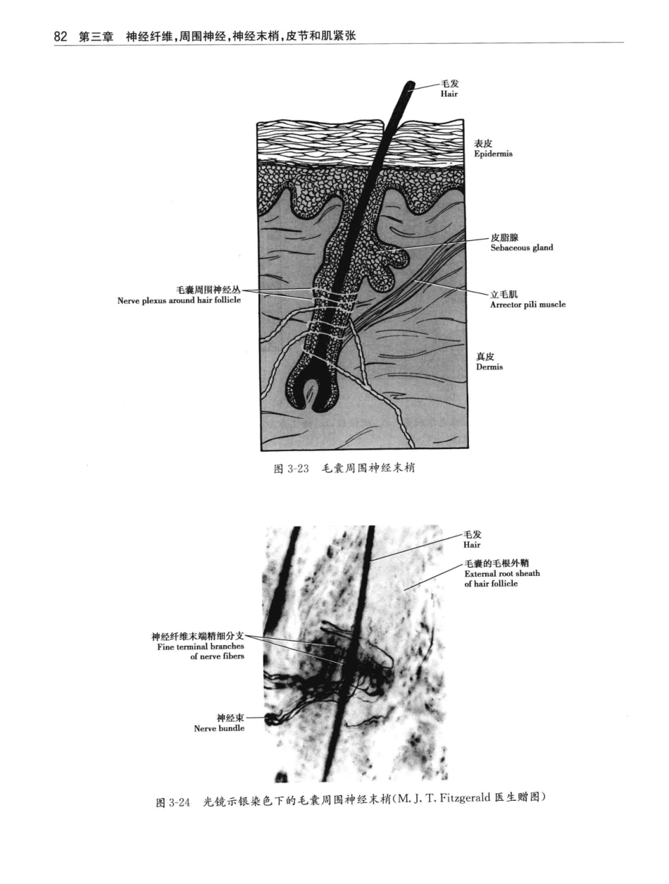 临床神经解剖++第7版_12997509_101-120.pdf_第1页
