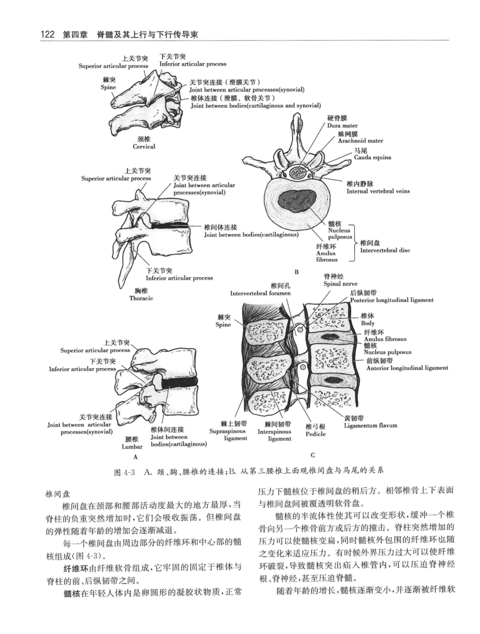 临床神经解剖++第7版_12997509_141-160.pdf_第1页