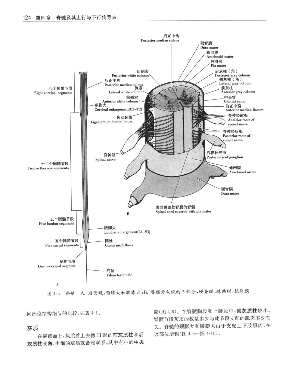 临床神经解剖++第7版_12997509_141-160.pdf_第3页