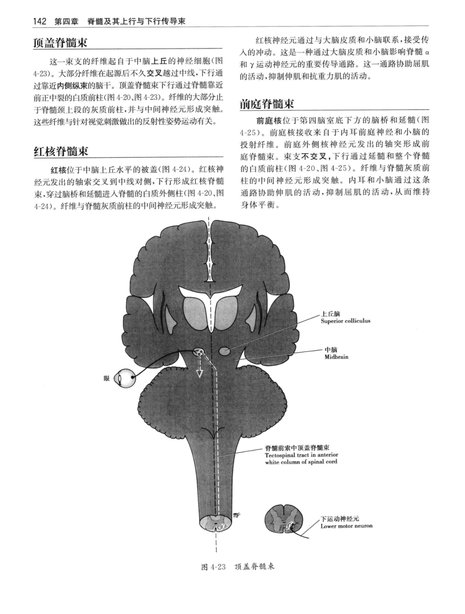 临床神经解剖++第7版_12997509_161-180.pdf_第1页