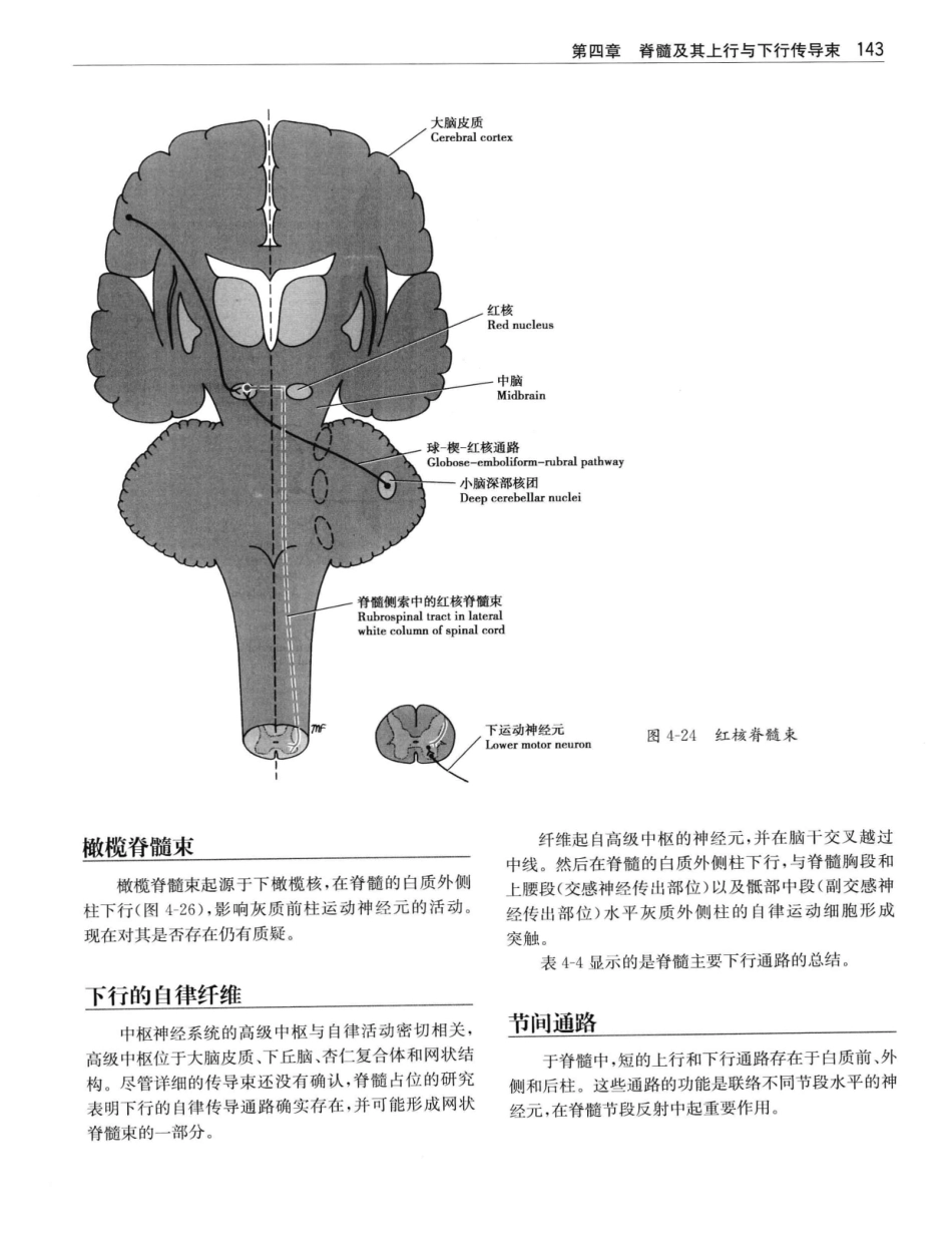 临床神经解剖++第7版_12997509_161-180.pdf_第2页