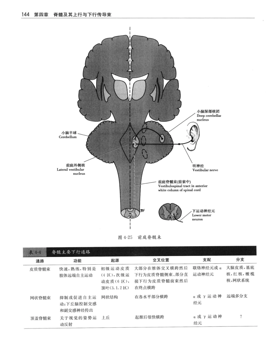 临床神经解剖++第7版_12997509_161-180.pdf_第3页