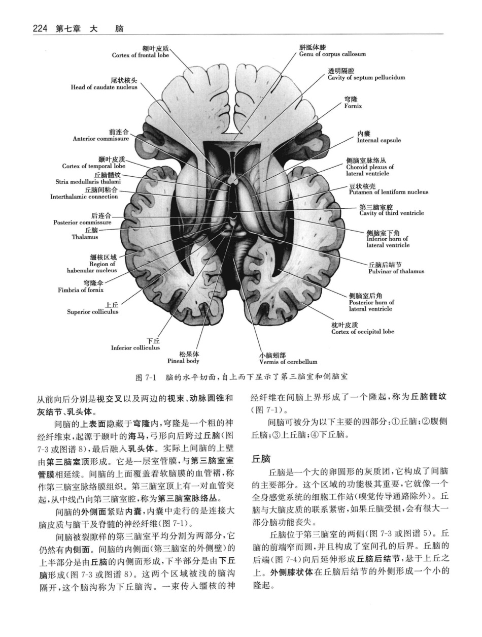 临床神经解剖++第7版_12997509_241-260.pdf_第3页
