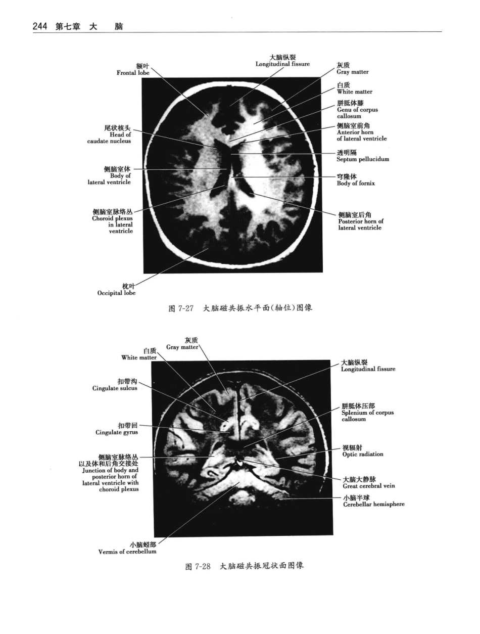 临床神经解剖++第7版_12997509_261-280.pdf_第3页