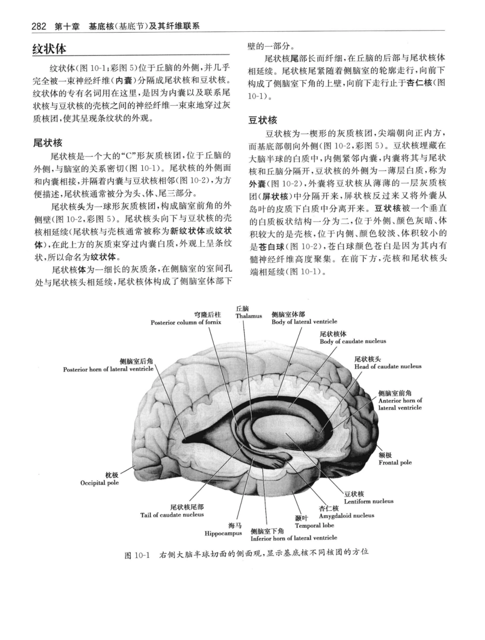 临床神经解剖++第7版_12997509_301-320.pdf_第1页