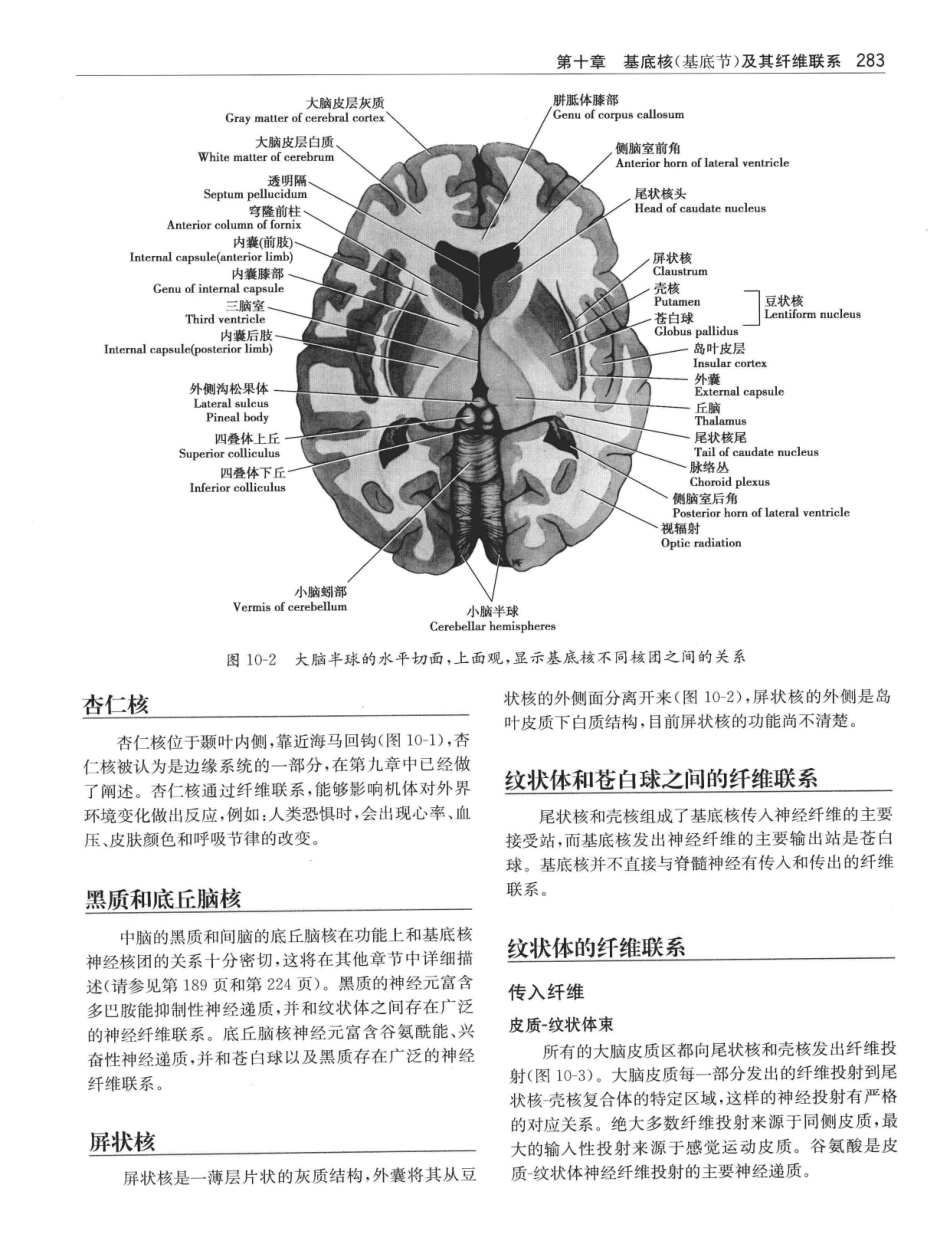 临床神经解剖++第7版_12997509_301-320.pdf_第2页